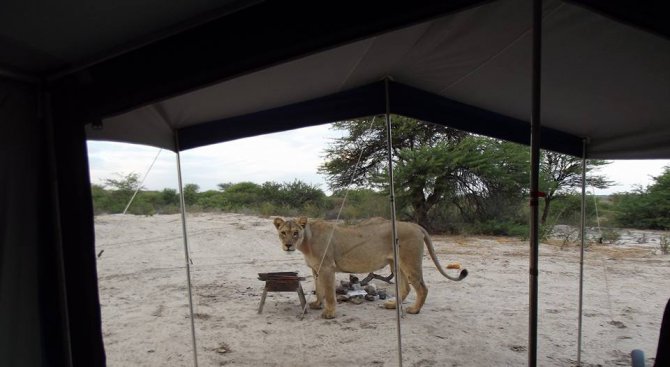 Жадни лъвици пият вода от палатката на туристи (снимки+видео)