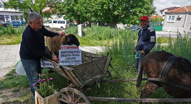 Росен Марков изпрати абитуриентка - овцата Пенка (снимки)