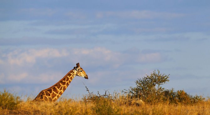 Жираф бавно побелява (снимка)