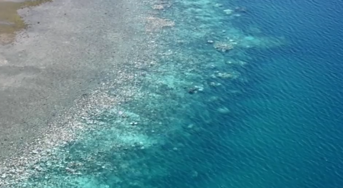Коралите в Големия бариерен риф избеляват (видео)