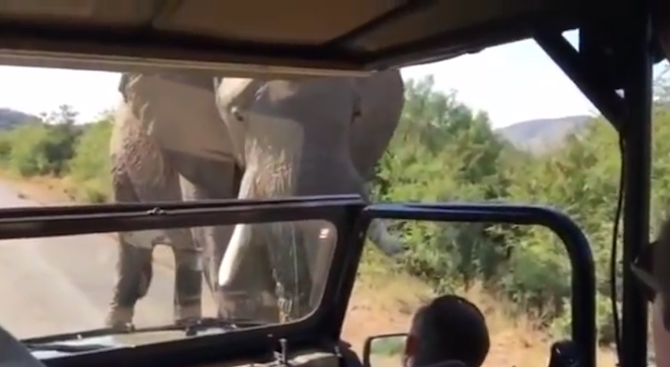 Слон нападна Арнолд Шварценегeр (видео)