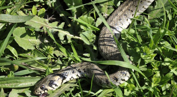 Змия пропълзя във варненски магазин (снимка)