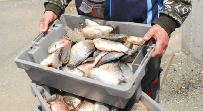Иззеха 90 кг риба при проверки на язовир &quot;Мандра&quot; и езерото Вая