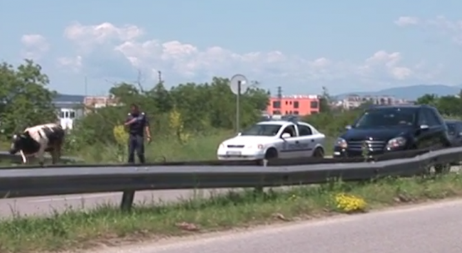 Бик притесни пътуващите по пътя Казанлък-Стара Загора, полиция го ескортира (снимка+видео)