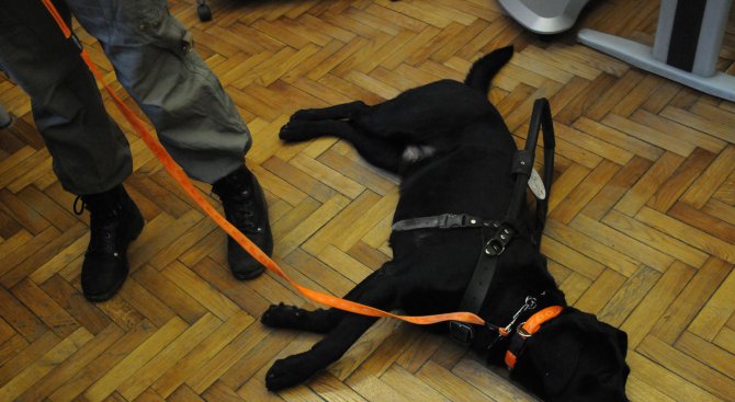 Започват проверки за домашните кучета в Перник