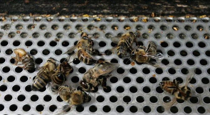 Масова смърт на пчели в района на Димитровград