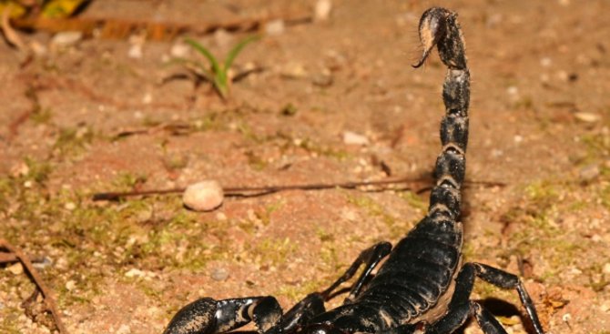 Черен скорпион се появи в Ловеч