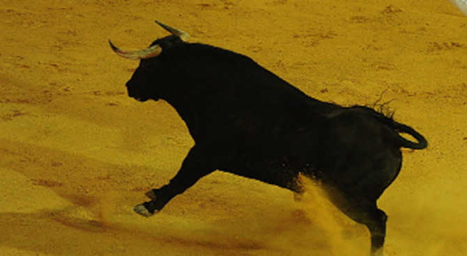 Огромен бик обикаля Кърджали и напада хора (снимка)