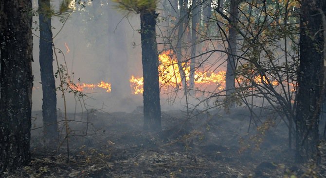Горски пожар бушува в Пловдивско