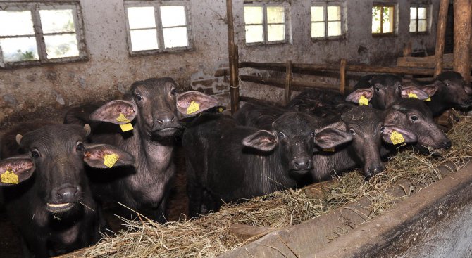 4 говеда са умрели от антракс в силистренско село