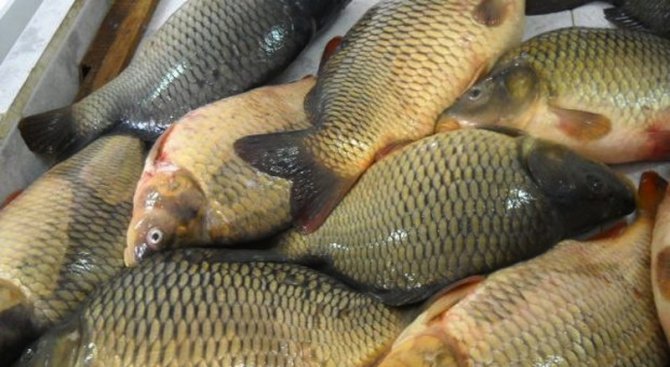 ИАРА е иззела 182 кг. риба за седмица при проверки в страната