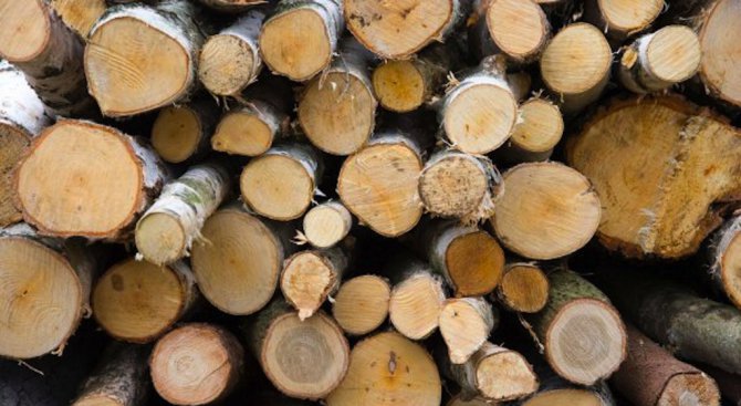 Конфискуваха 30 кубика незаконна дървесина