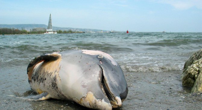 Морето изхвърли още един делфин край Ахтопол