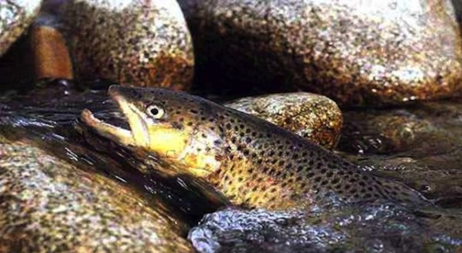 Мъртва риба изплувала от водите на река Чая
