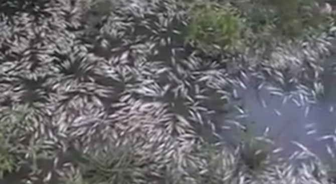 Река Караагач побеля от мъртва риба (снимка+видео)