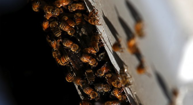 Комшии натровиха 23 кошера пчели на 70-годишен дядо
