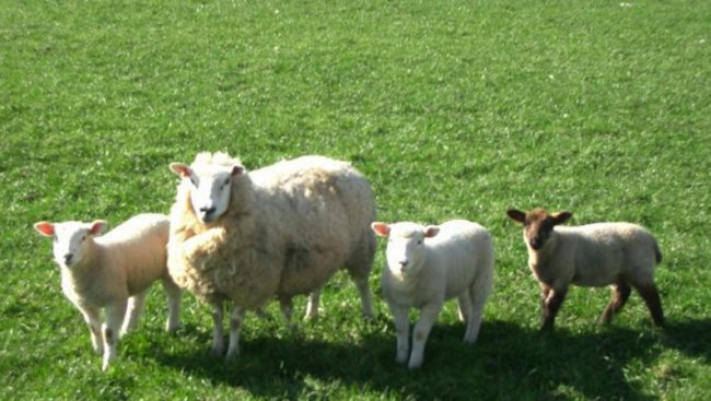 Кучета убиха 5 агнета и 5 овце  на Яне Янев