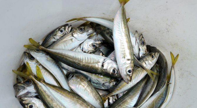 Рибари раздадоха 600 килограма риба на фестивал в Каварна
