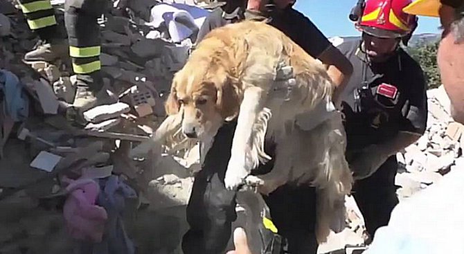 Спасиха куче след 9 дни в развалините на рухнала от труса къща в Италия (видео)
