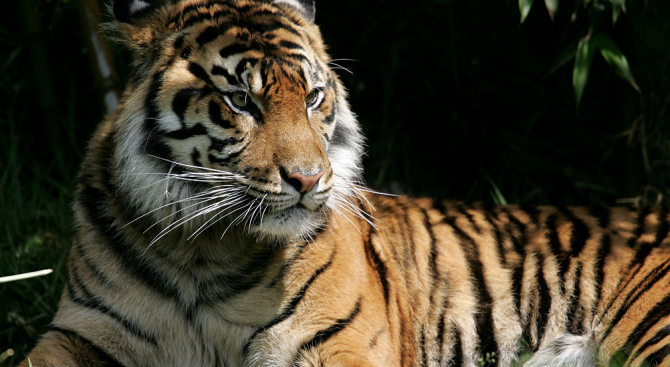 WWF България подкрепя световната инициатива за удвояване на тигрите в дивата природа на Азия