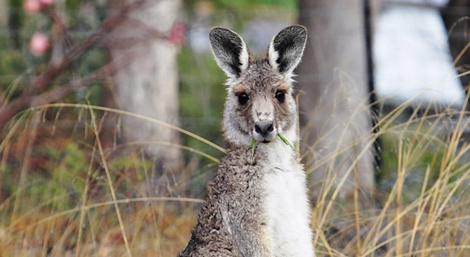 Австралийска компания ще преработва месо от кенгуру в Европа