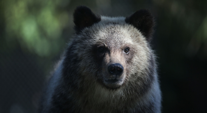 Български екип спасява мечки в Албания (видео)