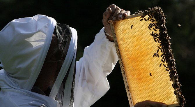 Подредиха музей на пчеларството в Стара Загора