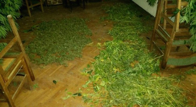 Разбиха наркооранжерия в Брезово (снимки)