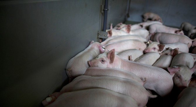 Румъния забрани вноса на месо от Украйна и Молдова заради чума