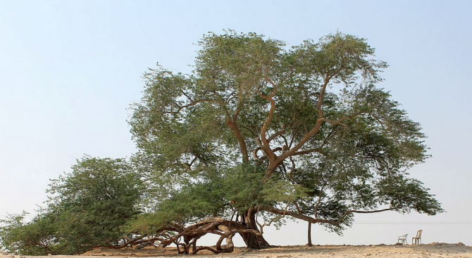 Дървото на живота живее вече повече от 400 години в пустиня без вода