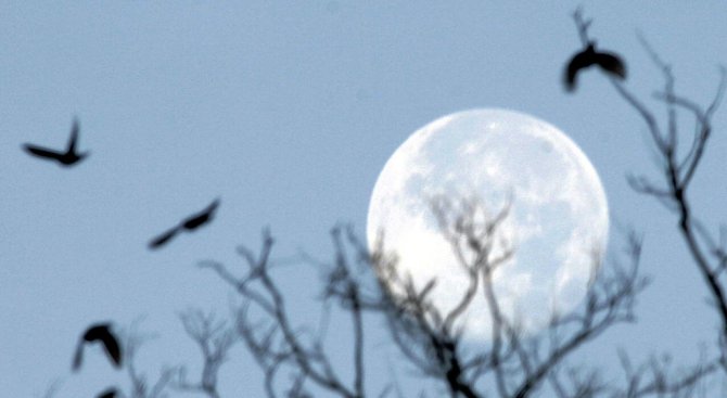 Природозащитници ще наблюдават нощната миграция на птиците