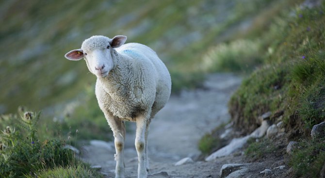 Съдът наказа четирима непълнолетни, задигнали овце