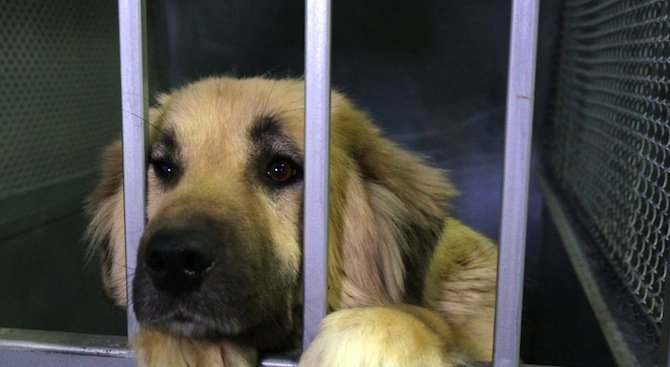 Кастрират безплатно бездомни животни в Казанлък