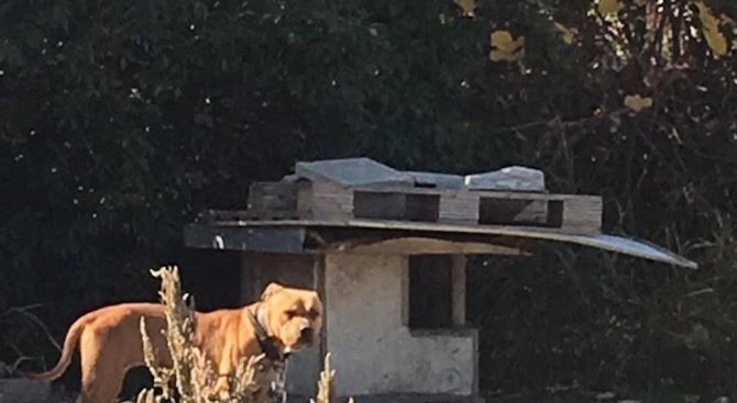 Незаконна дейност, свързана с боеве на кучета, разкриха в Пловдив (снимки)