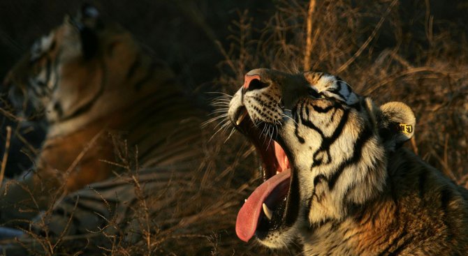 WWF: Популациите на гръбначните видове се топят