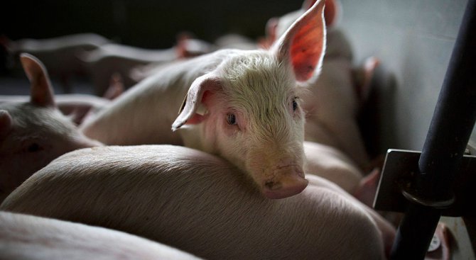 Труп на дива свиня бе изхвърлен пред ислямски център в САЩ