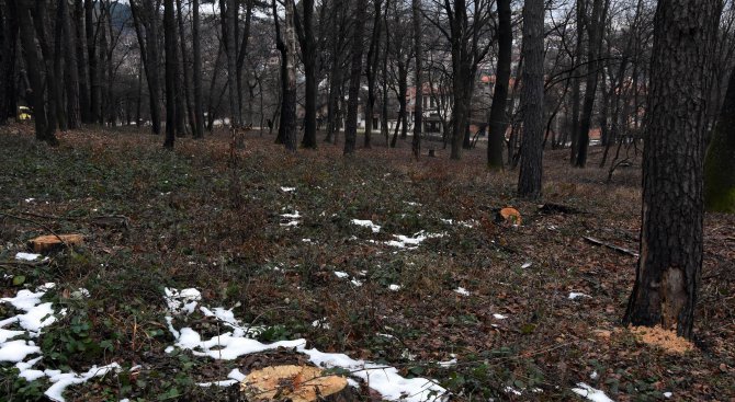Бракониери изсичат гората над Княжево (снимка)
