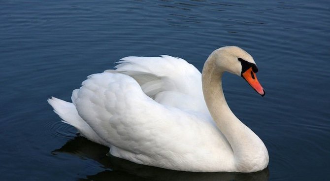 Лебед с птичи грип е намерен в река Еврос