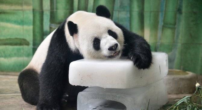 Почина китайската панда Пан Пан