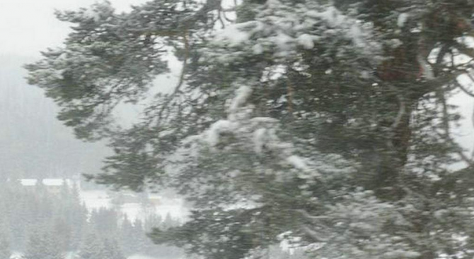 Над метър сняг натрупа в планината в Габровско