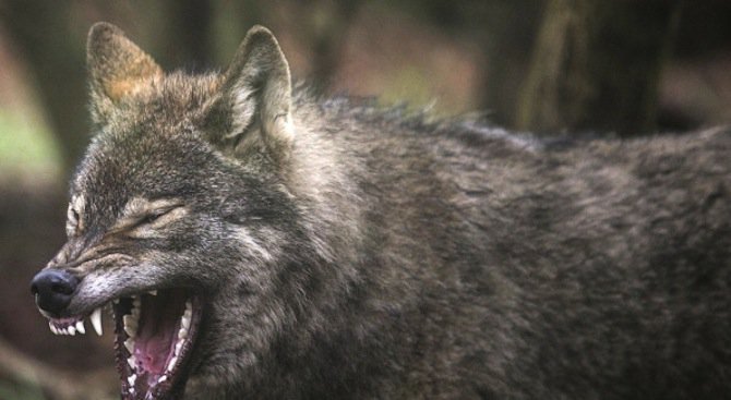 Вой на вълци откъм Румънско стряска нощните смени в Силистра