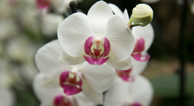Откриха Фестивала на орхидеите в Лондон