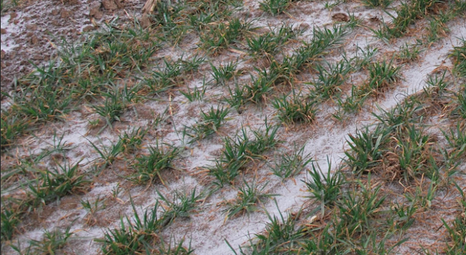 Зърнопроизводителите да обходят масивите с пшеница, щом снегът се стопи, съветва селекционер
