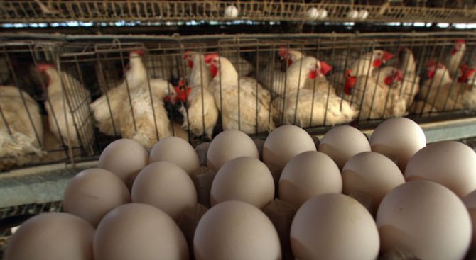 Влиза в сила забраната на Русия за птиче месо и яйца от България