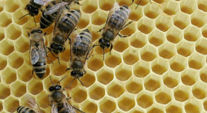 Земеделците трябва да се научат да използват добри практики, щадящи пчелните семейства