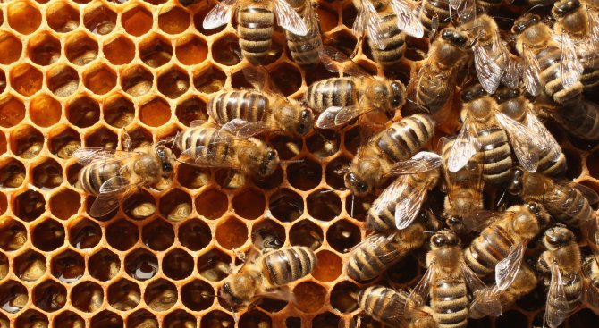 Учени записаха как пчелите се псуват, когато се сблъскат (видео)