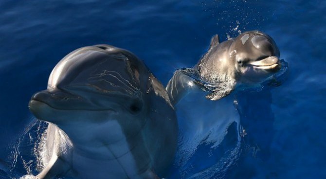 Делфини се бодат с отровни риби за удоволствие