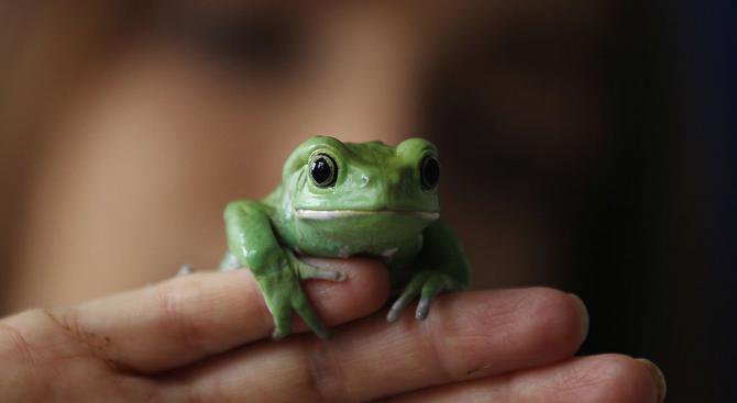 Учени откриха първата в света флуоресцентна жаба (снимка)