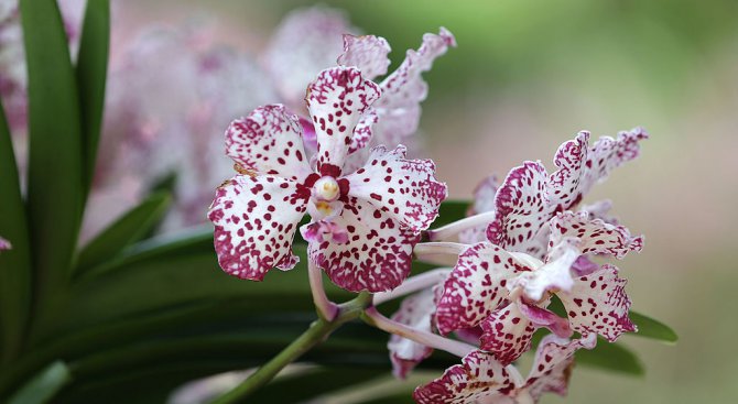 Учени откриха два нови вида орхидеи