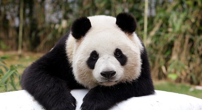 В Холандия посрещат панди от Китай